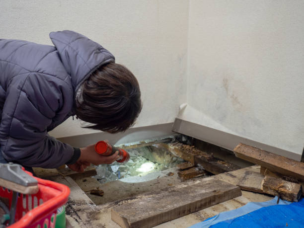 Best Mold Prevention Services  in Russell, KY