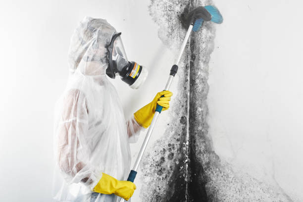 Mold Removal for HVAC Installations in Russell, KY