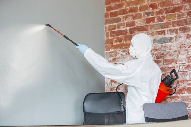 Best Black Mold Removal  in Russell, KY